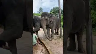 Watch the Transformation as Elephant Feet Heal Day by Day