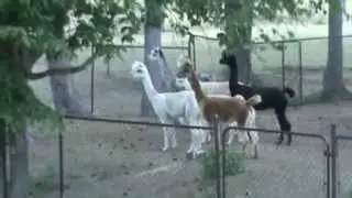 Alpaca Alarm Call