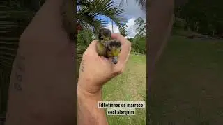 Filhotinhos de marreco cool #aves #marreco #avesaquaticas #duck #filhotes #filhotesfofinhos