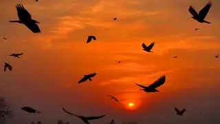 Sunset status video