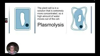 IGCSE Biology Cambridge syllabus 3.2.8