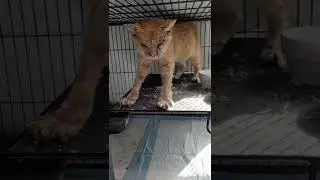 Kitty&rsquo;s Life Is Plagued With Scabies & He&rsquo;s In Dire Need Of Treatment