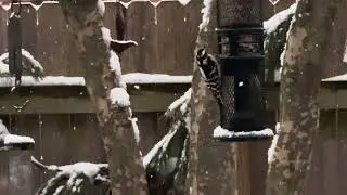 Backyard Sampler