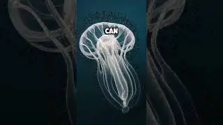 The Mysterious Invisible Sea Creature: Meet the Salp