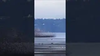 Murmuration of migratory sandpipers at boundary bay Delta BC 🇨🇦