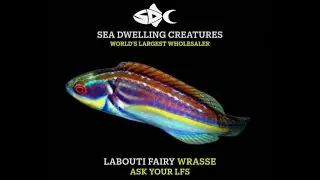 In Stock February 7, 2026 SeaDwelling.com