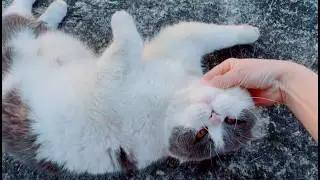 You Simply Can't Resist This Adorable Cat! 🐱❤️ So cute