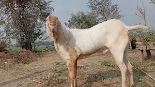 Malik noman dulu ka bakra
