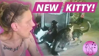 Emergency Cat Rescue, Introductions Part 1 | Hello Hanna-Belle | Life With 18 Cats