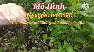 Cách làm vườn nhanh có tiền nhất 