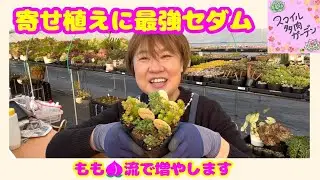 もも🍑流で増やす🌱寄せ植えに最強のセダム｜イベント感謝とお家周りで夏越し検証
