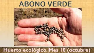 Abono verde. Huerto ecol&oacute;gico desde el principio