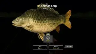 Trophy Common Carp Russian Fishing 4