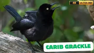 CARIB GRACKLE | QUISCALUS LUGUBRIS | THE BEAUTIFUL SONG OF THE GRACKLE | GREAT BIRD ISLAND, ANTIGUA