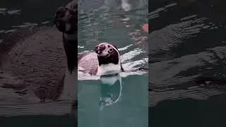 Cute Penguin Videos | Penguin Video Collection 2023 #shortvideos #shortvideo #short #shorts