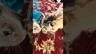 🐰😻Rabbit Meets Cat! You WON&rsquo;T Believe What Happens Next!🐰❤️😻 #cat #rabbitcat #rabbit