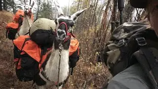 Backcountry Camping! Llamas Vs Horses - Hunting Gear Review