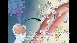 Spike protein of SARS-CoV-2 implicated in memory impairment post-Covid