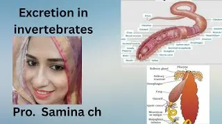 Excretion in invertebrate | excretion in hydra, planaria, earthworm and cockroach | 2nd year 