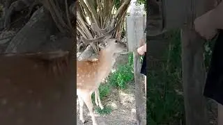Zabawa z Danielem gałązka z wierzby. #love #zabawa #funny #zwierzęta #funnyanimals #daniel #byk
