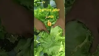 INI LETTUCE HEAD SUPER 👍‼️#lettuce #lettucehead #selada #shorts #short #viral #subscribe