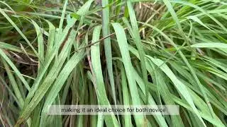Lemongrass Citronella: Natural Mosquito Repellent & More