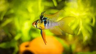Apistogramma Ramirezi. Сaring for eggs./ Апистограмма Рамирези. Уход за икрой.