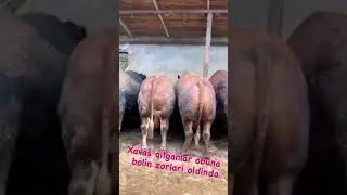 Obuna va like #shorts #youtubeshorts #ytshorts #viral #trend #cow #calf #farm #animals #livestock