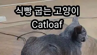 식빵 굽는 고양이 : 고양이 사진 모음 10