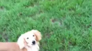 The Ruff Life