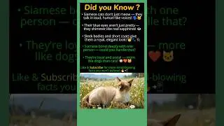 &ldquo;Siamese Cats Be Like: &lsquo;I Own This House&rsquo; 😹👑 #didyouknow #ytshorts