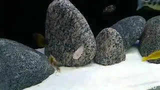 Ciclideos africanos lago malawi, mbunas, aulonocaras e haps