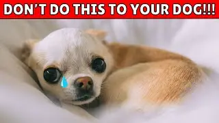 These 10 Atrocities Will Make Your Dog Think You Don't Love Them
