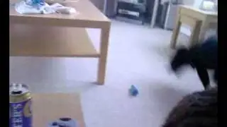 Bonnie barking.mp4