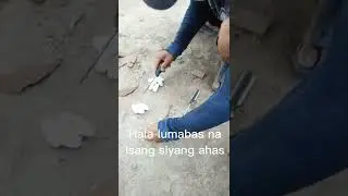 MyAGENT Onin    Kumpirmado di Po sya itlog Ng BAYAWAK Isa syang AHAS..!