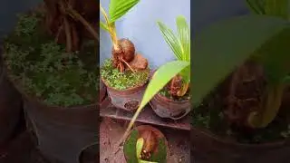 PROJEK BONSAI KELAPA || MASIH PANJANG!!!