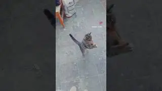 sugar the cat playing with ceramic cutting rope..  #cat #kitten #pets