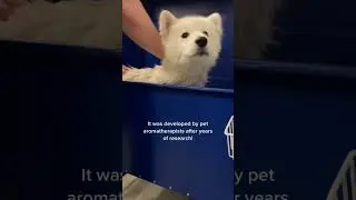 Let's Try K-Beauty for Dogs 🐕🐾