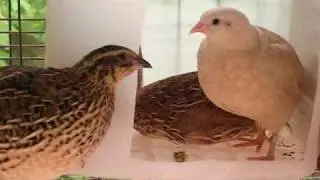 Red and Golden Red Coturnix Quail