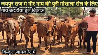 जयपुर राजस्थान मे #गीरगाये #बछडीया #बुल सेल के लिए उपलब्ध top #gircows sale in jaipur raj.lowprice