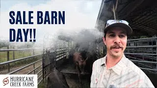 Sale Barn Day: Did we buy more than we sold?