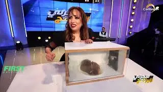 مسو تسمع حسو