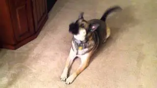 Funny: more of my dog Luke, the howling phone alert system!