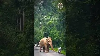 Elephant vs Bike #elephant #wildlifeentertainment #worldwildlifeday #wildliferescue #wildpredator