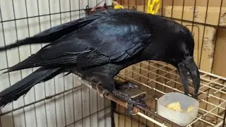 肉じゃがをパクパク食べてにんじんは隠すように好き嫌い