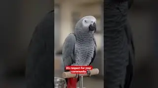 Parrot vs Cop | Funniest Police Roast Ever! 😂🐦 #funny #talkingparot #comedy