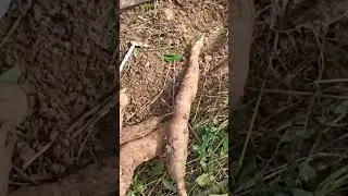 Cassava digging Jamaica #cassava