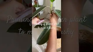 Prune Rubber Plant to make it bushy #plants #pruning #houseplants #rubberplant