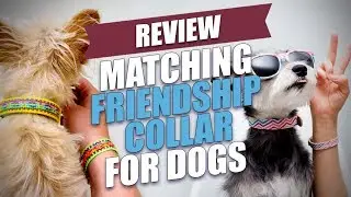 Matching FriendshipCollar for Dogs Review
