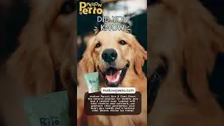 Discover the Secret to a Healthier Dog!